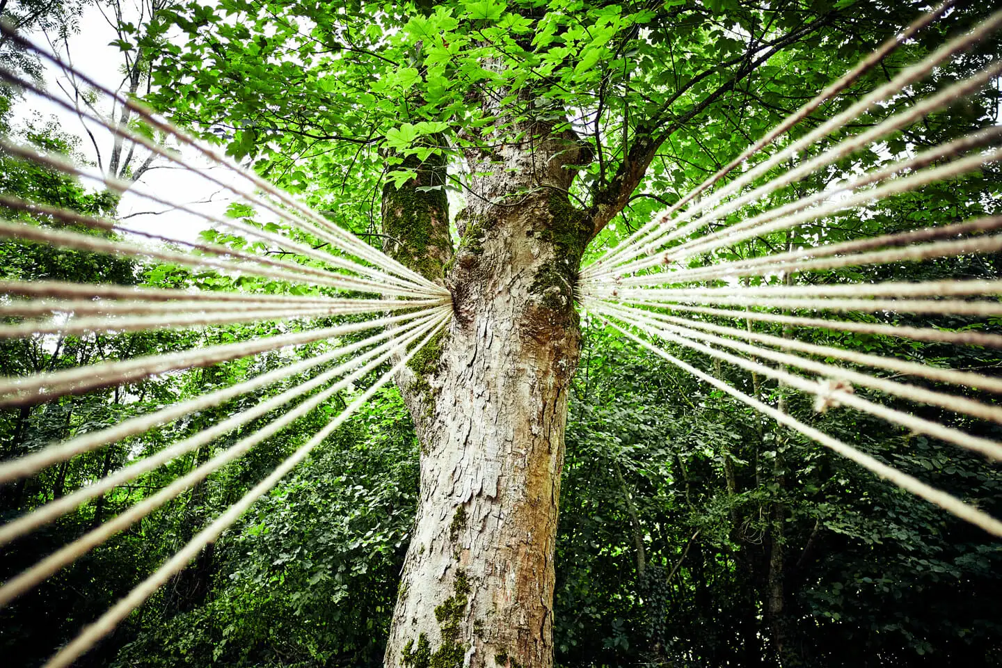 Lawren Spera, Lichtband, 2019